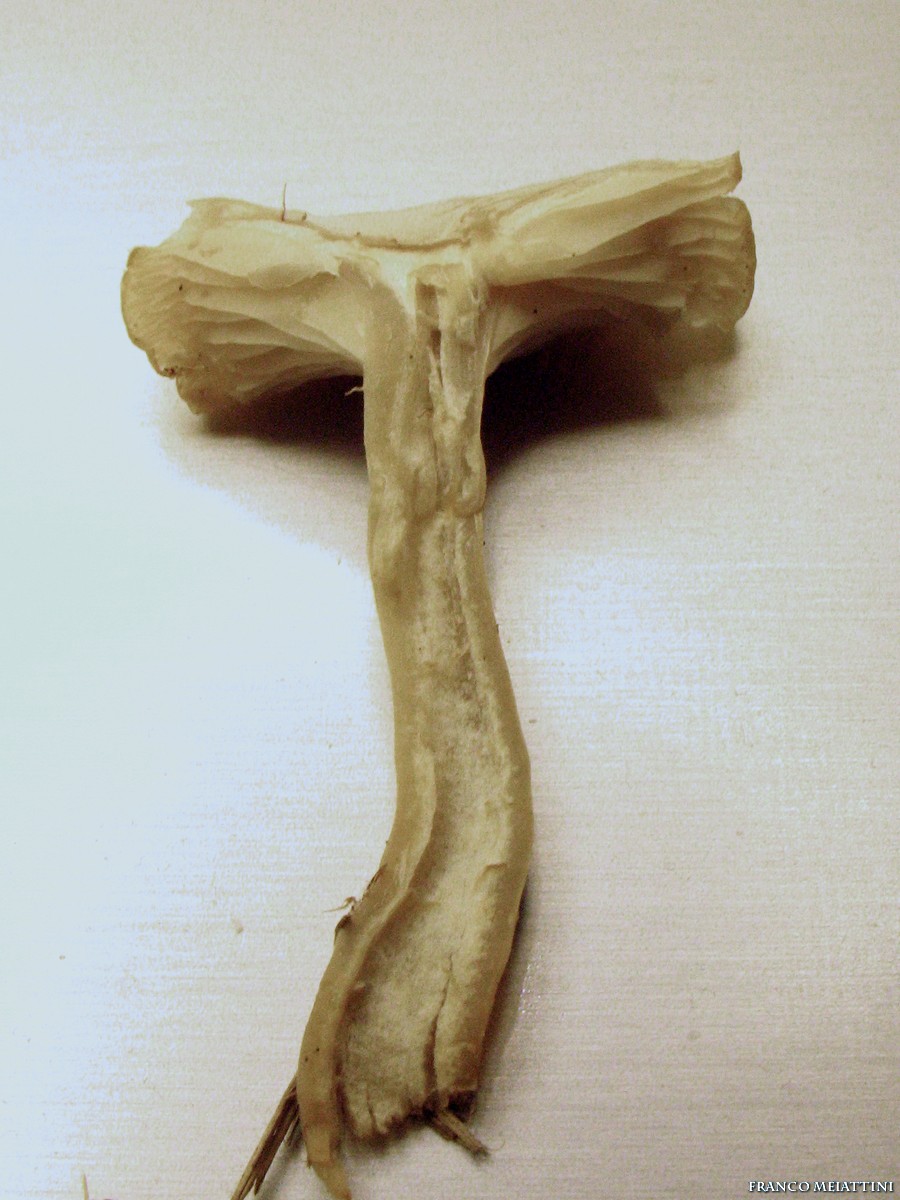 Ritrovamenti Gennaio 2009