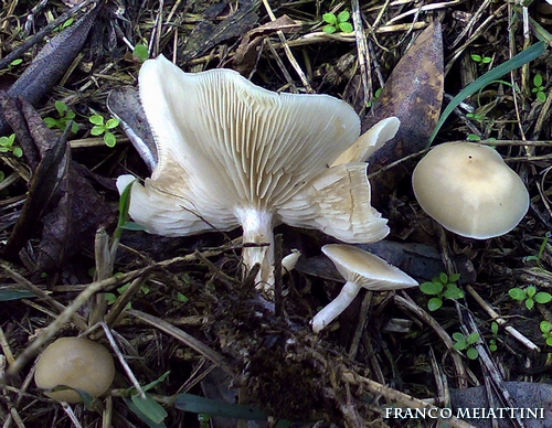 Riassunto met� Novembre