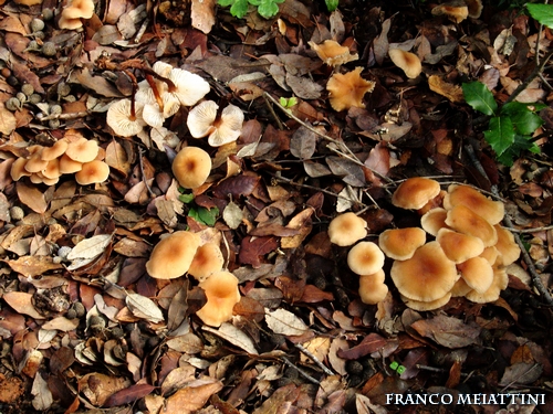 Riassunto met� Novembre