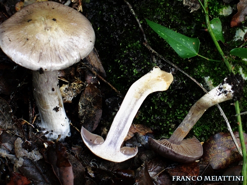 Riassunto met� Novembre