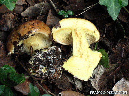 Riassunto met� Novembre