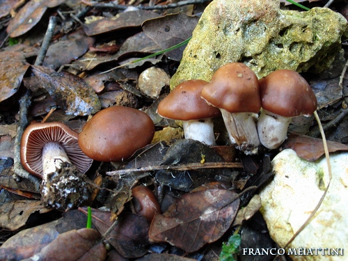 Riassunto met� Novembre