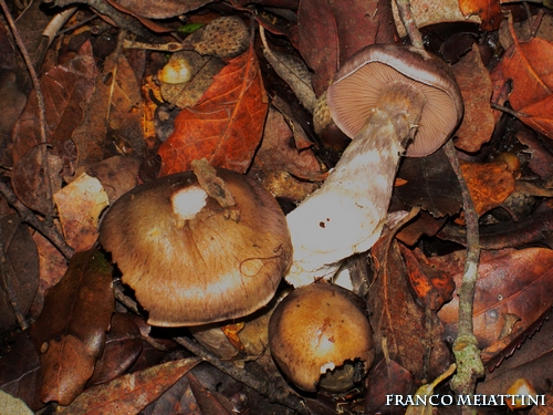 Riassunto met� Novembre