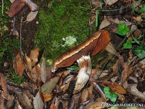 Riassunto met� Novembre