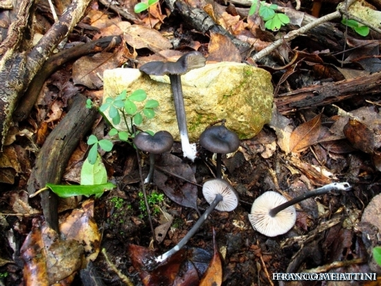 Riassunto met� Novembre