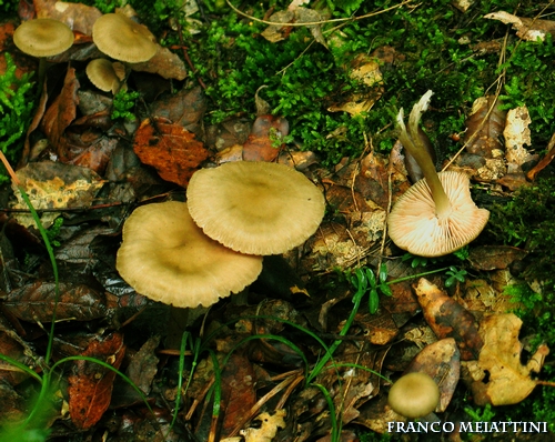 Riassunto met� Novembre