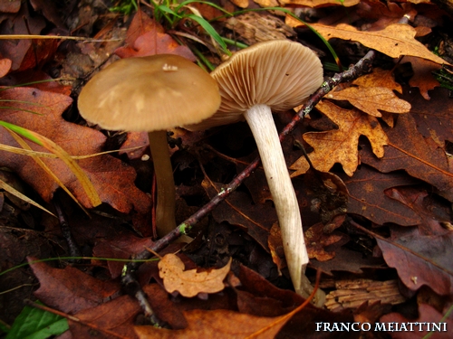 Riassunto met� Novembre