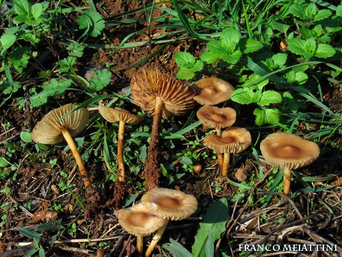 Riassunto met� Novembre