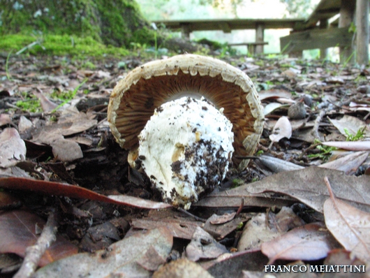 Riassunto met� Novembre