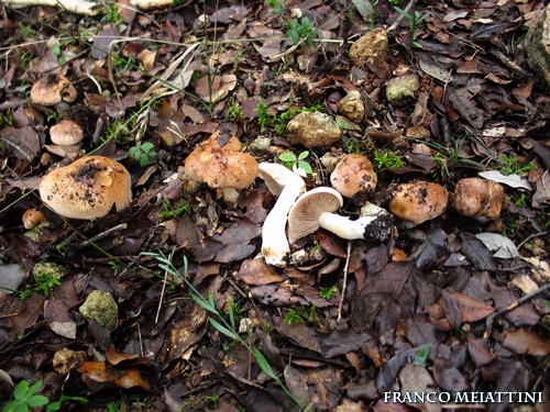 Riassunto met� Novembre