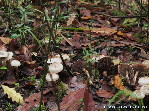 Riassunto met� Novembre