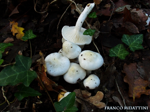 Riassunto met� Novembre