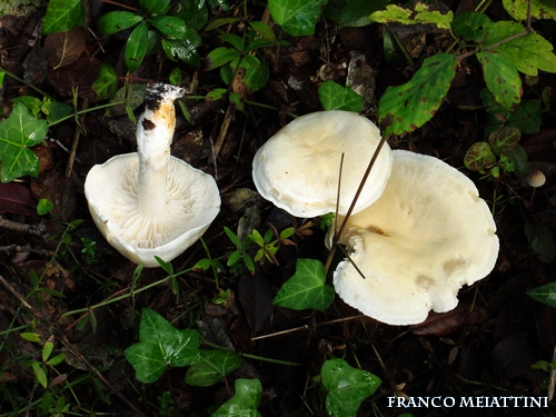 Riassunto met� Novembre