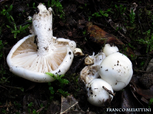 Riassunto met� Novembre