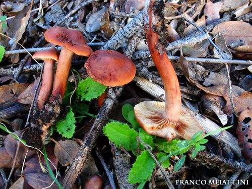 Riassunto met� Novembre