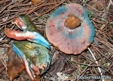 Riassunto met� Novembre