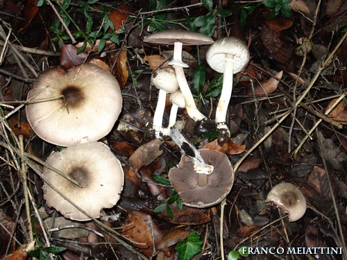 Riassunto met� Novembre