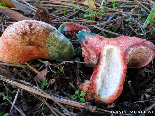 Riassunto met� Novembre