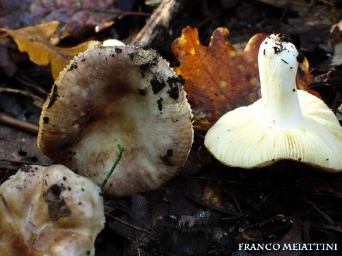 Riassunto met� Novembre