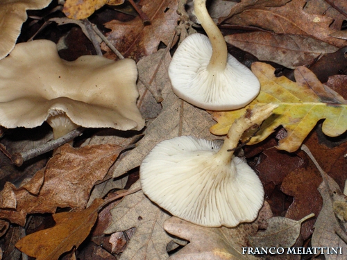 Riassunto met� Novembre