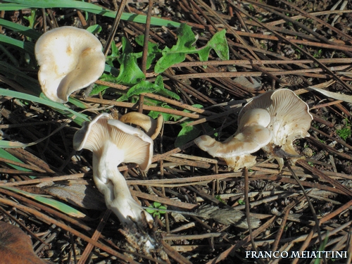 Riassunto met� Novembre