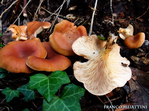 Riassunto met� Novembre