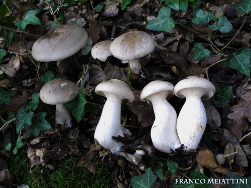 Riassunto met� Novembre