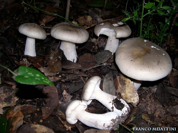 Riassunto met� Novembre