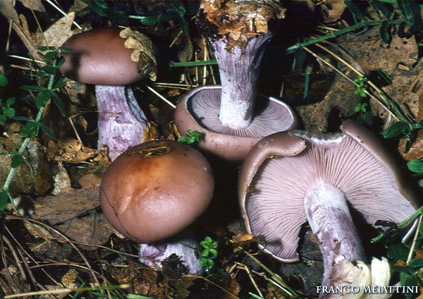 Riassunto met� Novembre