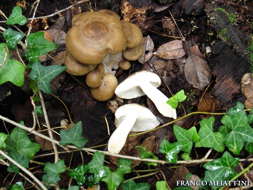 Riassunto met� Novembre  2