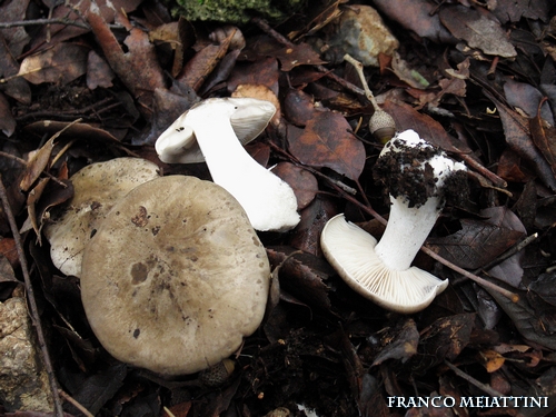 Riassunto met� Novembre  2