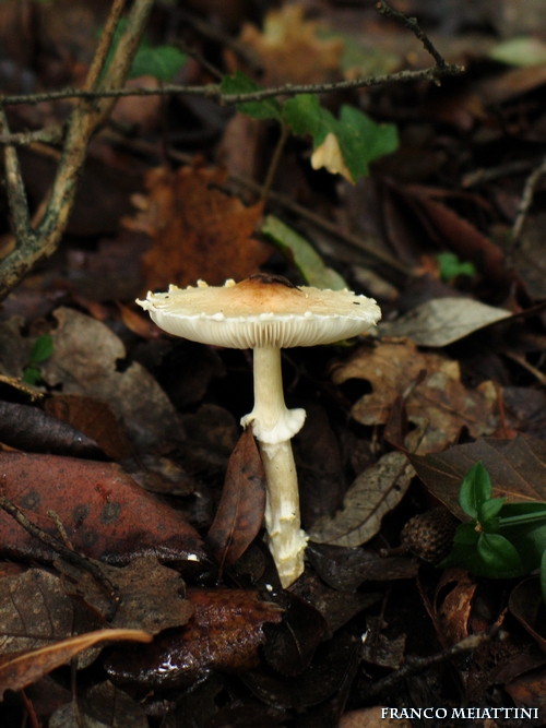 Riassunto met� Novembre  2