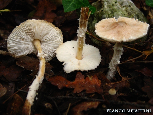 Riassunto met� Novembre  2