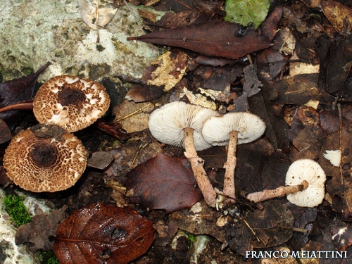 Riassunto met� Novembre  2