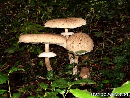 Riassunto met� Novembre  2