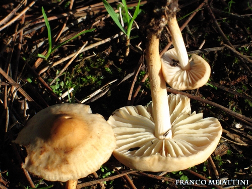 Riassunto met� Novembre  2