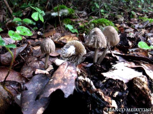 Riassunto met� Novembre  2