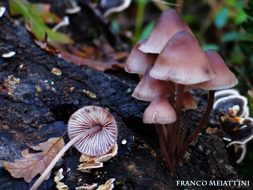 Riassunto met� Novembre  2