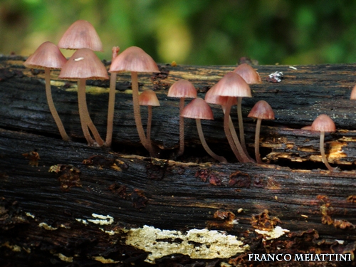 Riassunto met� Novembre  2