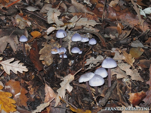 Riassunto met� Novembre  2