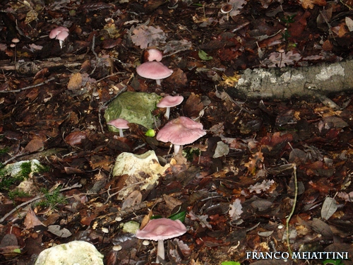 Riassunto met� Novembre  2