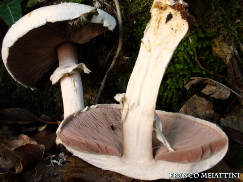 Riassunto met� Novembre