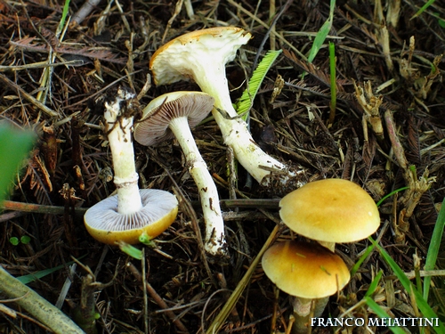 Riassunto met� Novembre  2