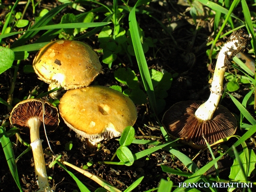 Riassunto met� Novembre  2