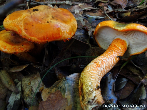 Riassunto met� Novembre  2