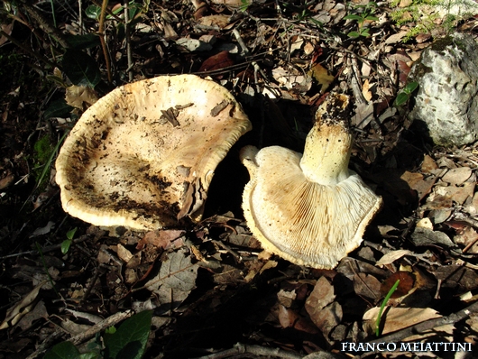 Riassunto met� Novembre  2