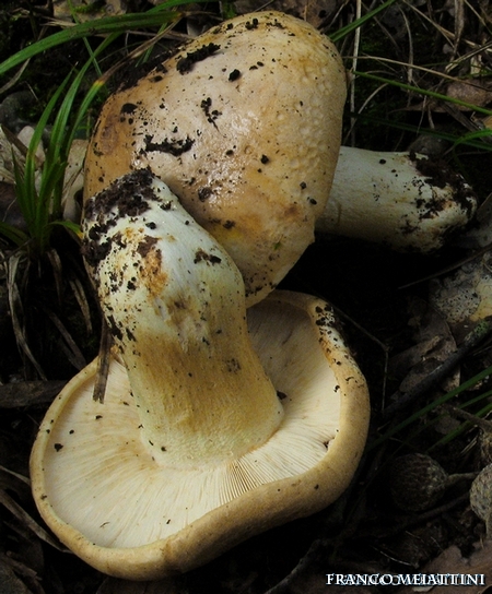 Riassunto met� Novembre  2