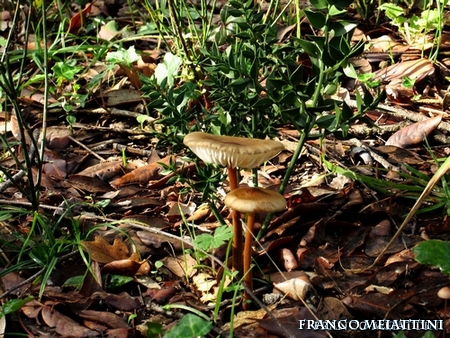 Riassunto met� Novembre  2