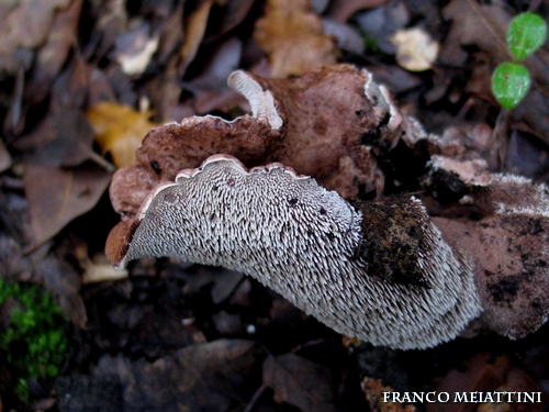 Riassunto met� Novembre  2