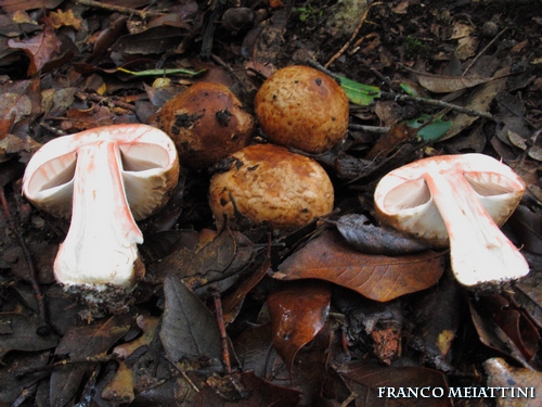 Riassunto met� Novembre